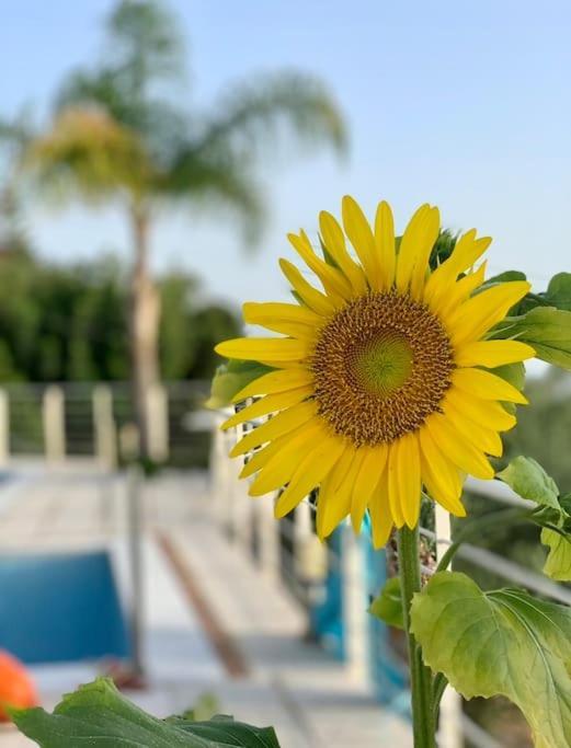 Marine'S Lux Villa:Golden Sunset Kalamata Exterior foto